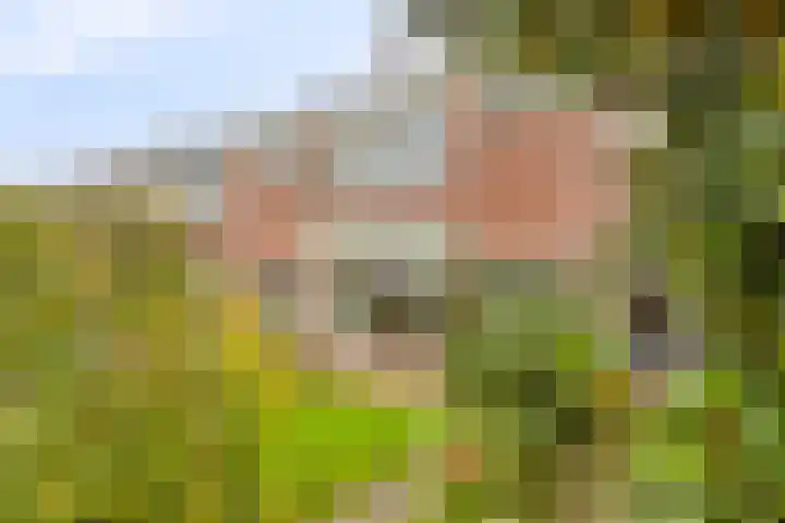 Hoflaan 6 Klaaswaal thumbnail 4