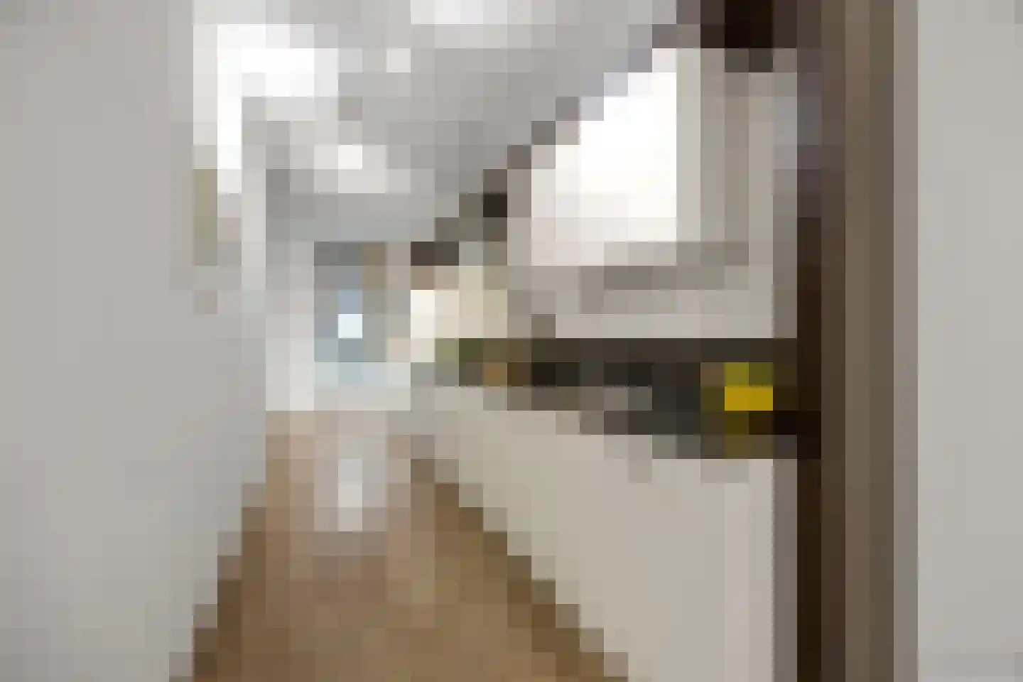 Hofmeesterstraat 10 's-Hertogenbosch thumbnail 9