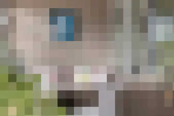 Hofmeesterstraat 44 's-Hertogenbosch thumbnail 21