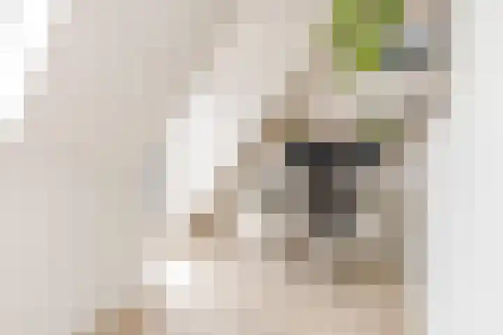 Hofmuur 2 Houten thumbnail 43