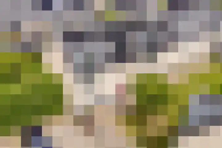 Hofmuur 2 Houten thumbnail 58