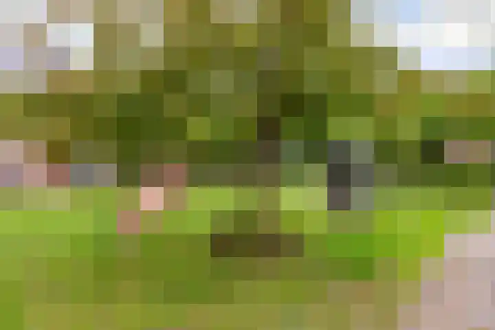 Hofmuur 2 Houten thumbnail 67