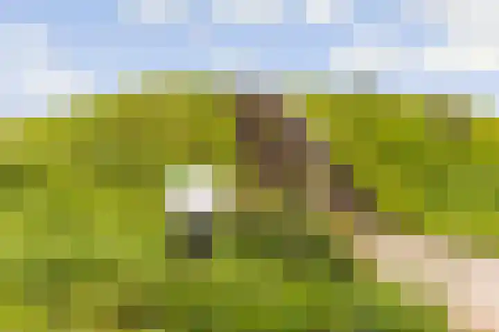 Hofmuur 2 Houten thumbnail 78