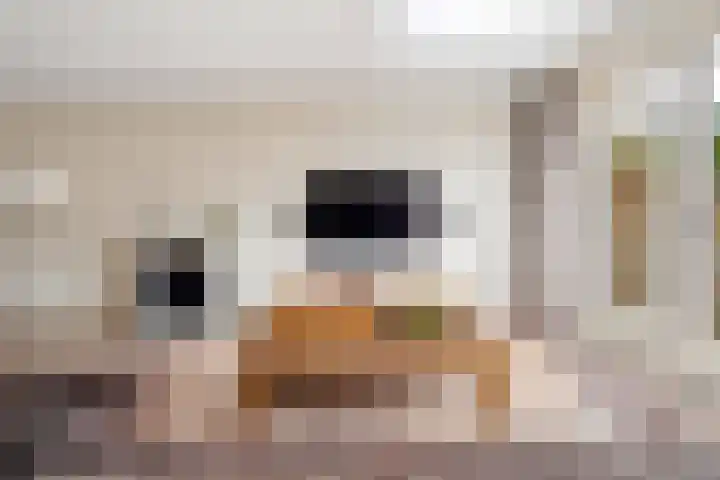 Hofmuur 4 Houten thumbnail 10