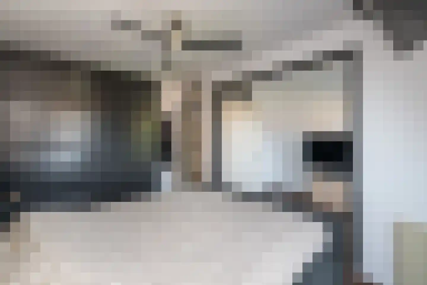 Hofnar 43 Rhoon thumbnail 18