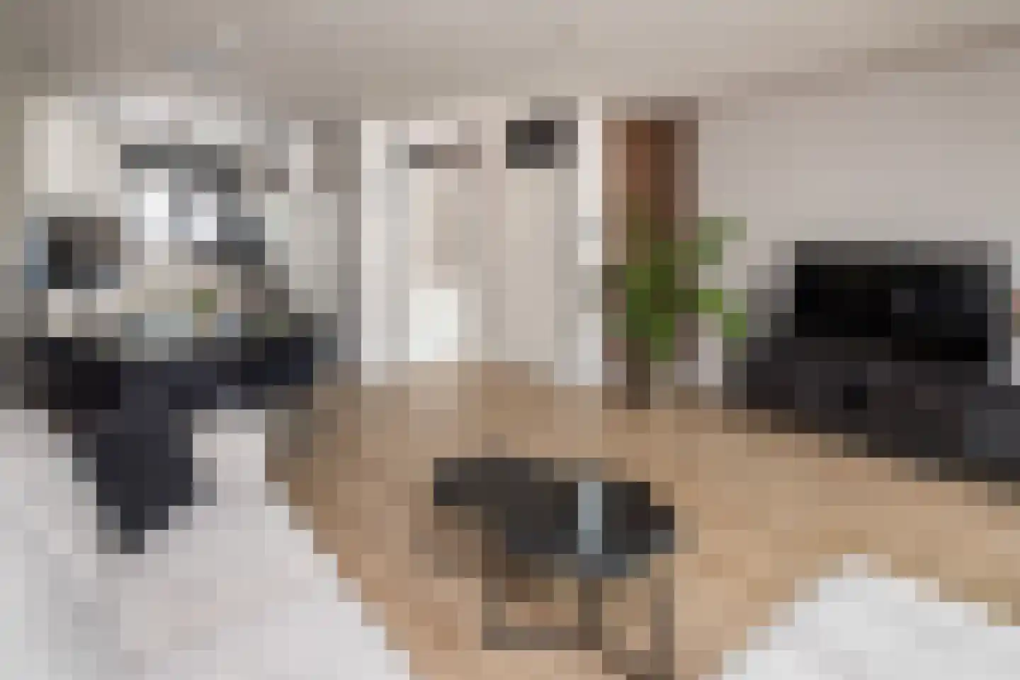 Hofnar 43 Rhoon thumbnail 9