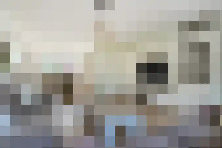 Hofstedenlaan 91 's-Hertogenbosch thumbnail 10