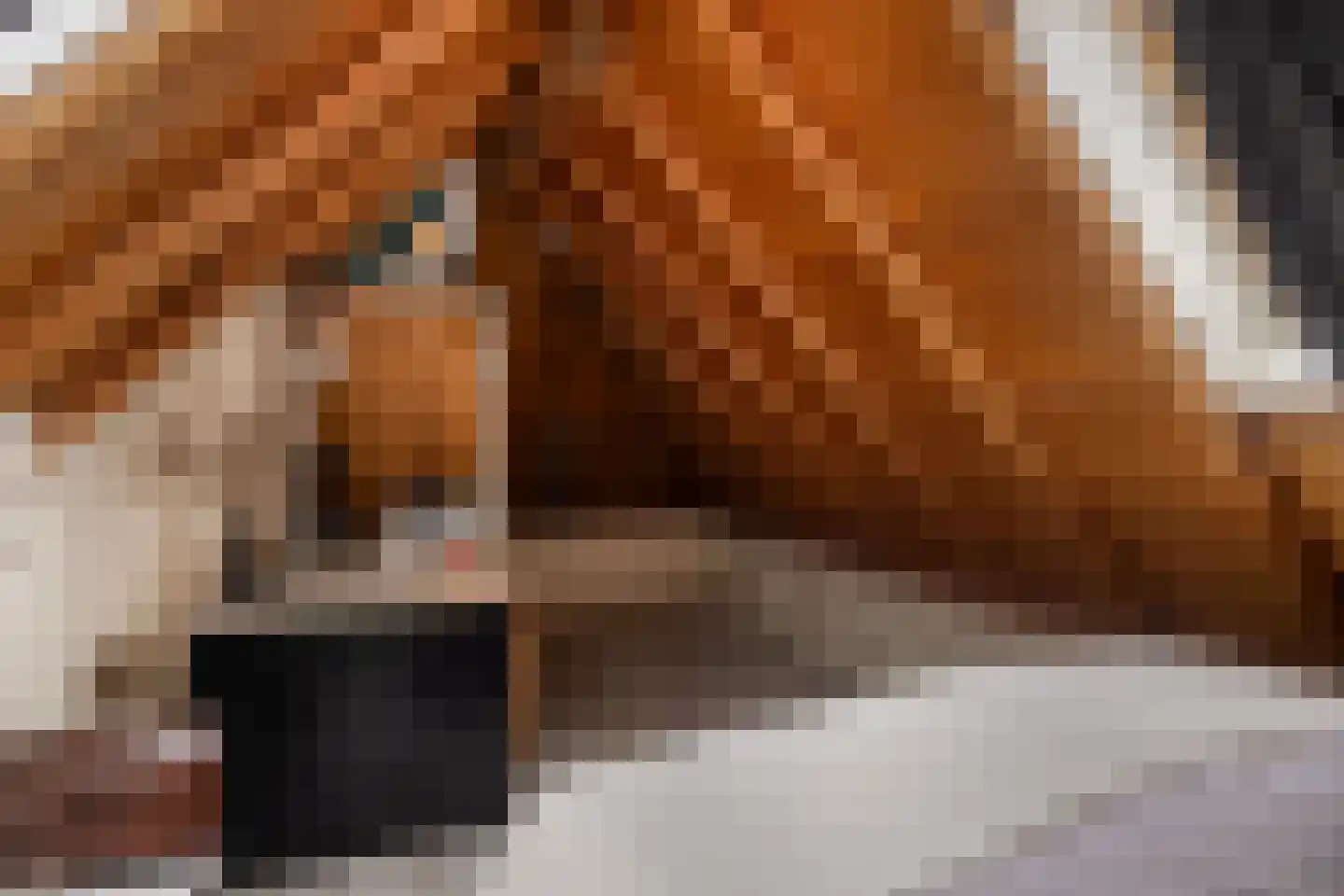 Hofstraat 68 Kampen thumbnail 4