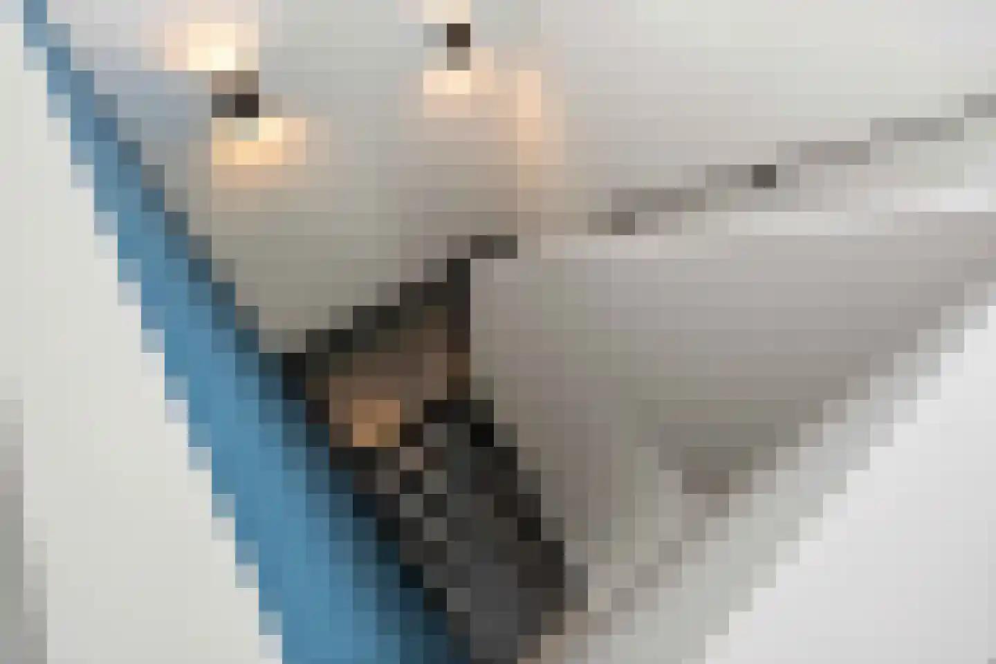 Hoften 4 Haren Gn thumbnail 42