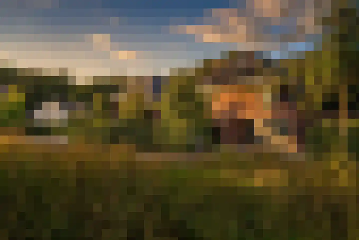 Hoften 4 Haren Gn thumbnail 79