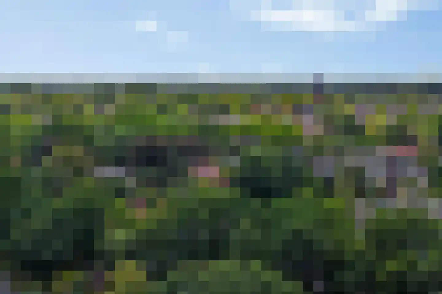 Hoften 4 Haren Gn thumbnail 87
