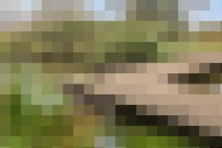 Hofvijver 11 Oss thumbnail 34