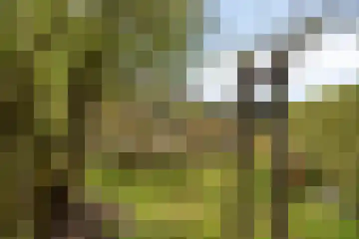 Hoge Akkerweg 8 Sprang-Capelle thumbnail 49