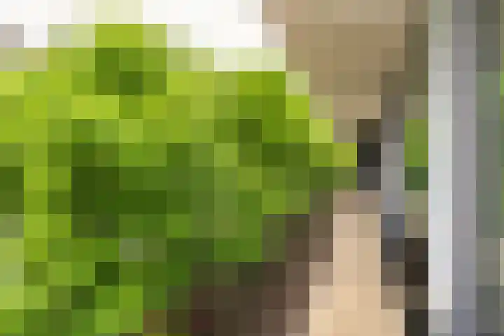 Hoge Barakken 20 Maastricht thumbnail 37