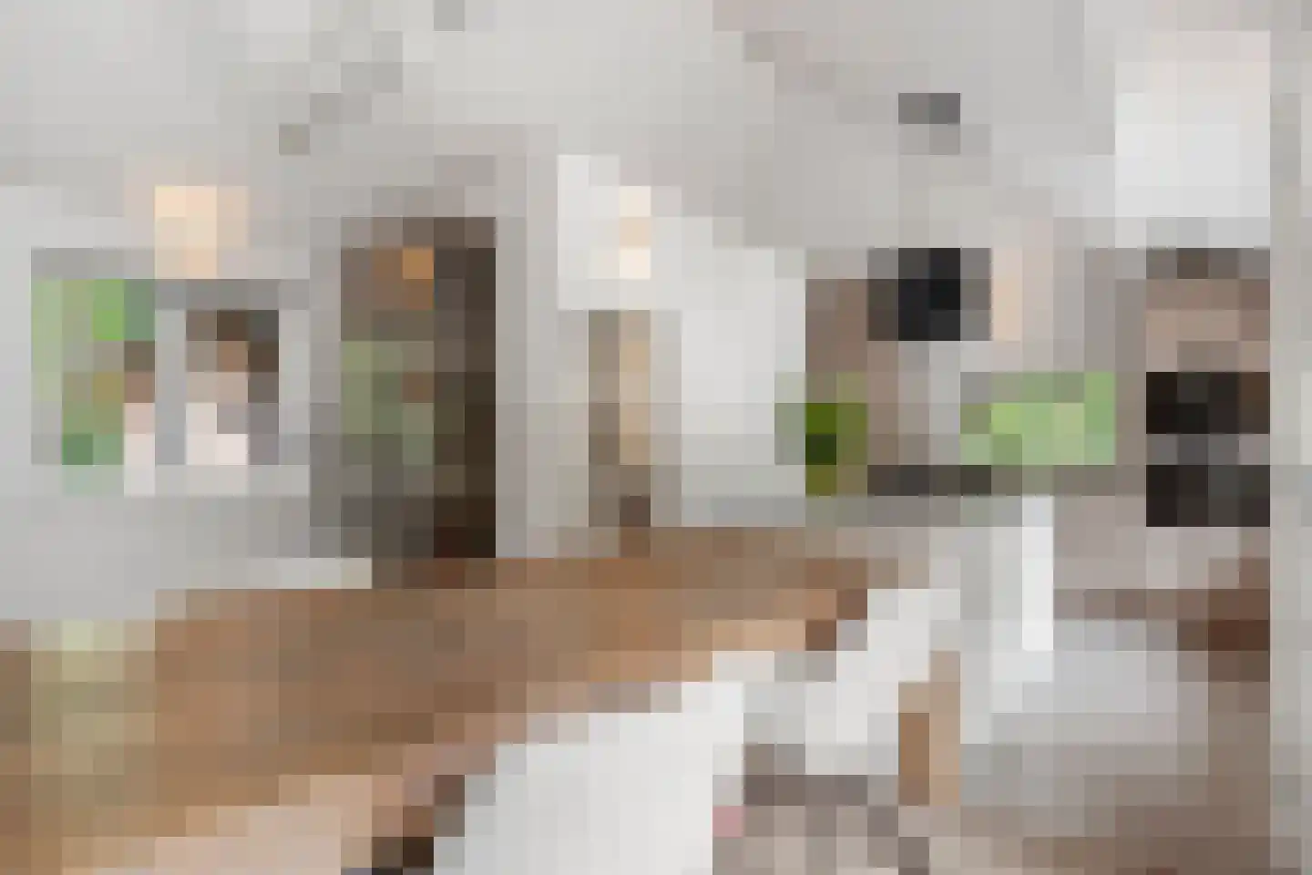 Hoge Boeschoterweg 52 Garderen thumbnail 18