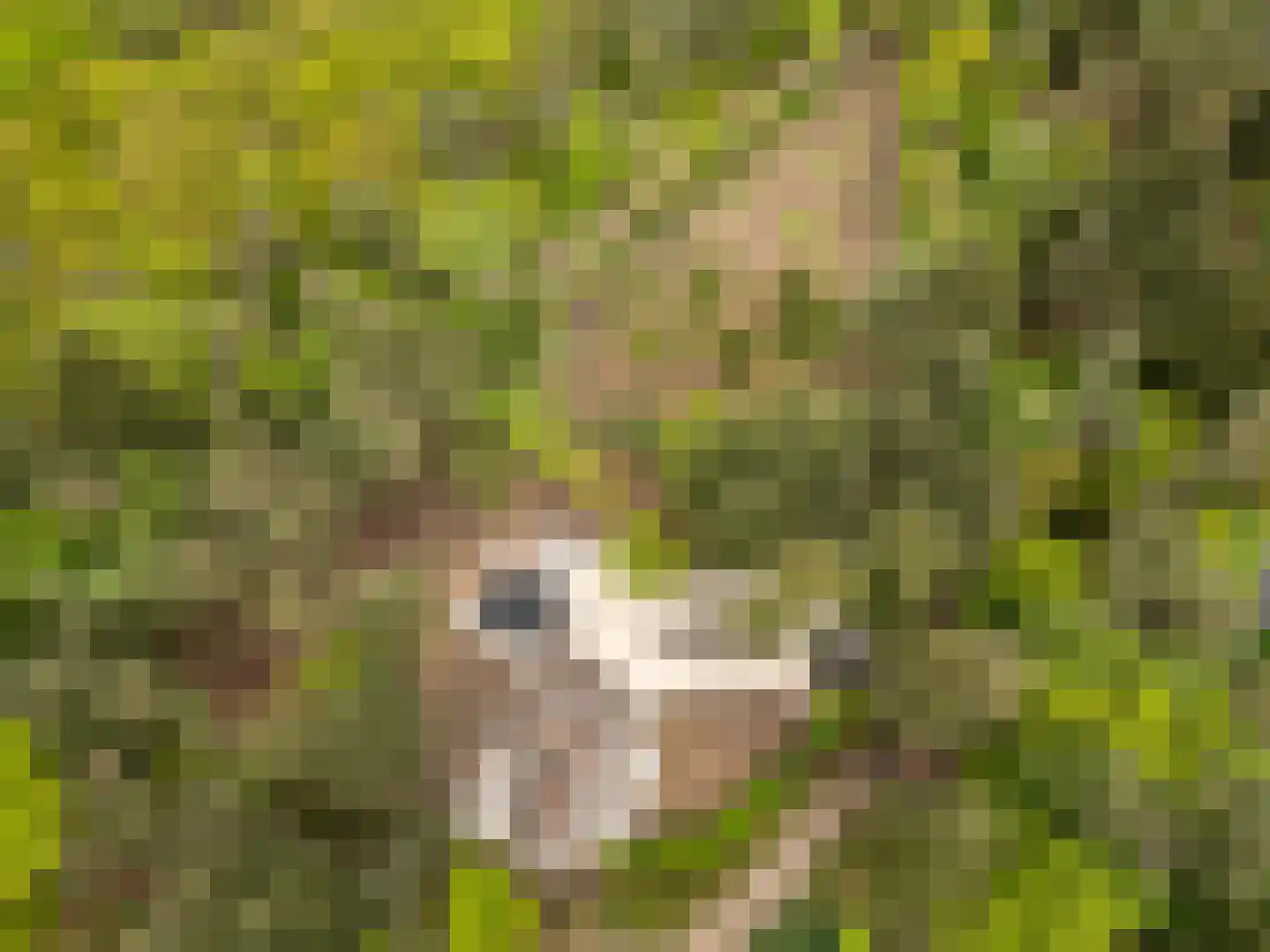Hoge Boeschoterweg 52 Garderen thumbnail 5