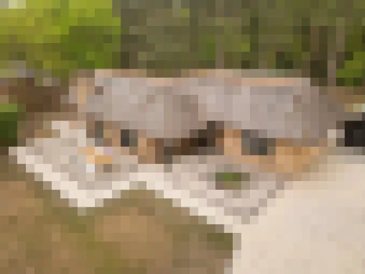 Hoge Boeschoterweg 52 Garderen thumbnail 51