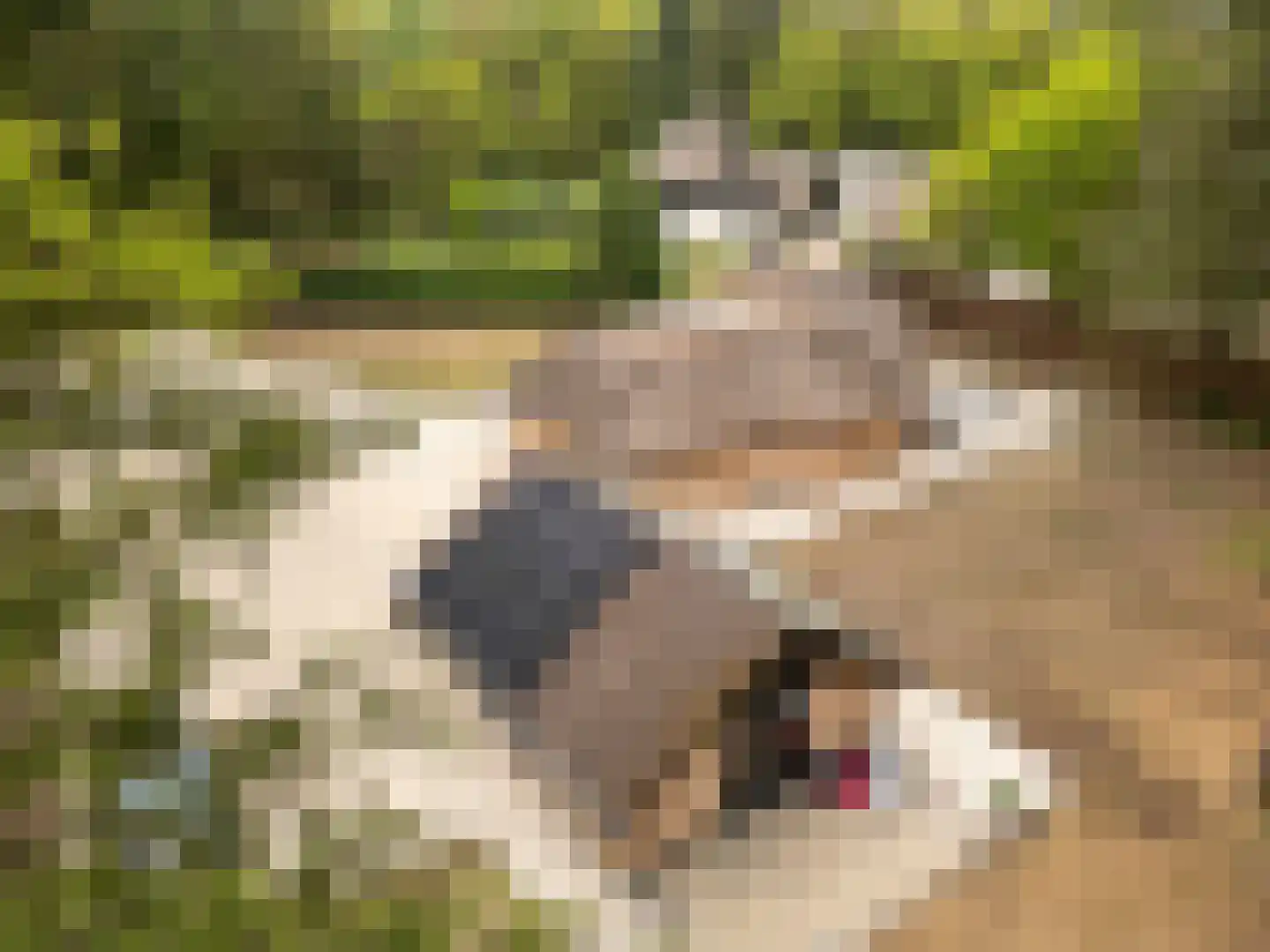 Hoge Boeschoterweg 52 Garderen thumbnail 52