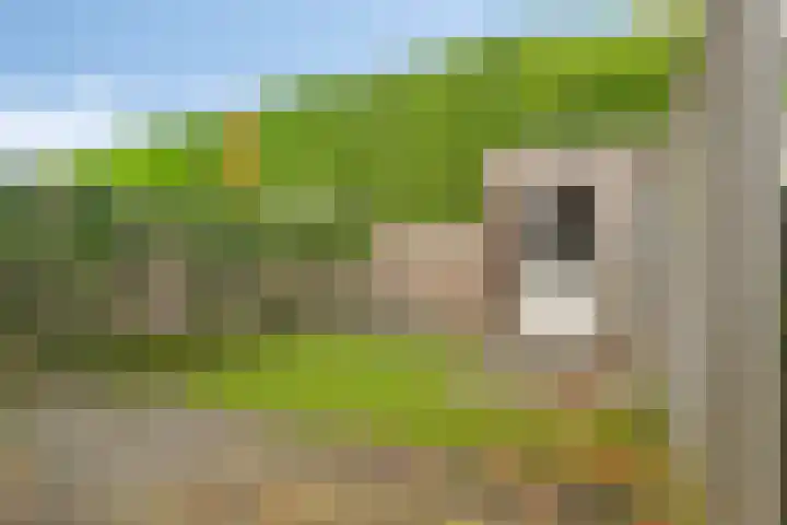 Hoge Daalakker 14 Bavel thumbnail 27