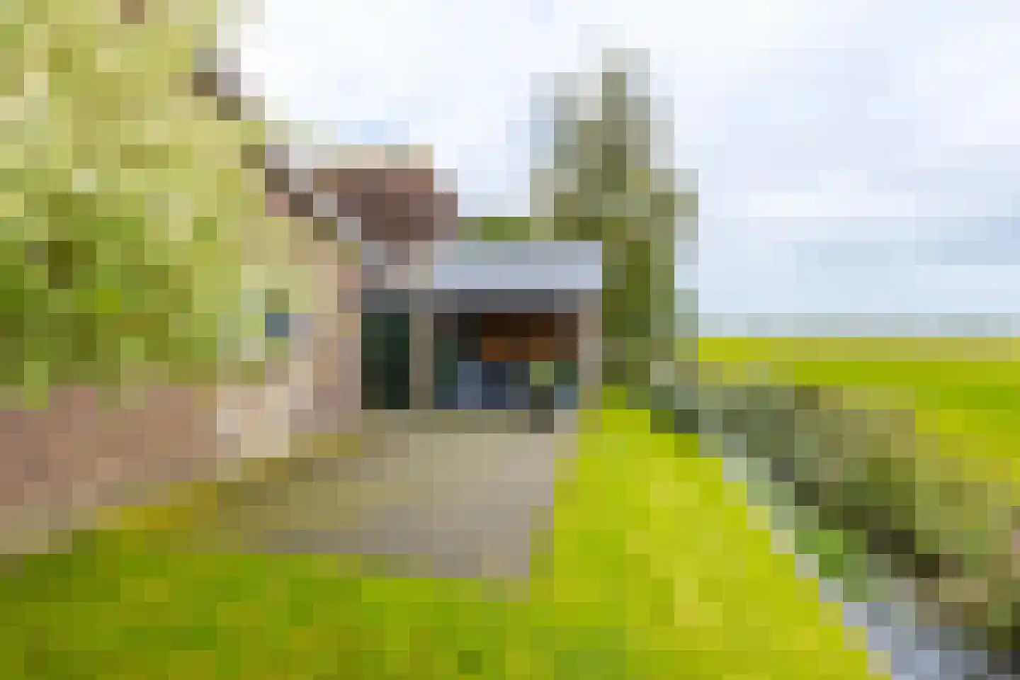Hoge Dijk 166 Rotsterhaule thumbnail 32
