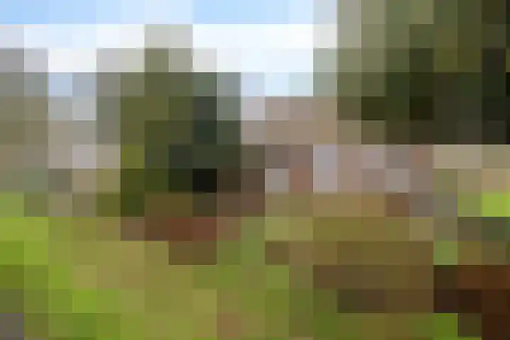 Hoge Dijk 7 Sintjohannesga thumbnail 8