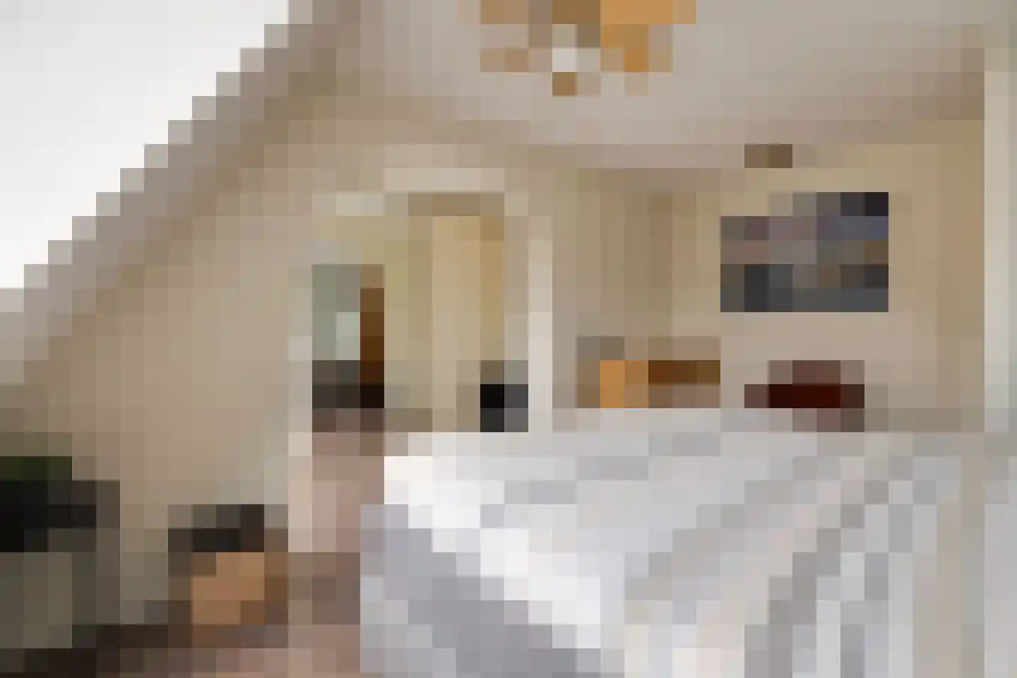 Hoge Dries 14 Apeldoorn thumbnail 17