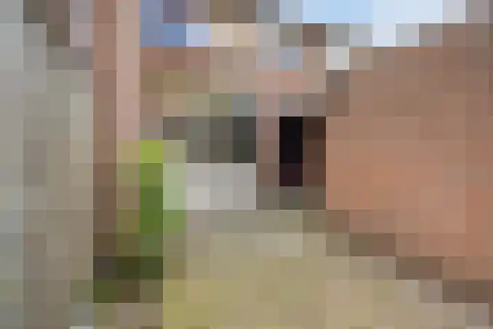 Hoge Dries 263 Apeldoorn thumbnail 20