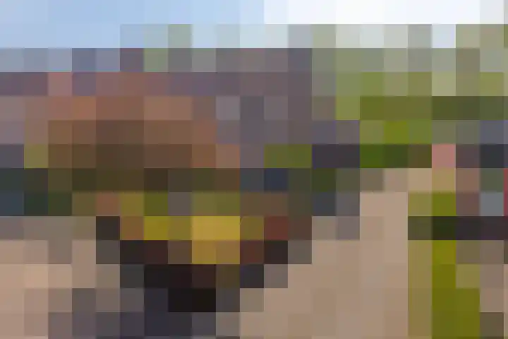 Hoge Graaf 61 Ravenstein thumbnail 46