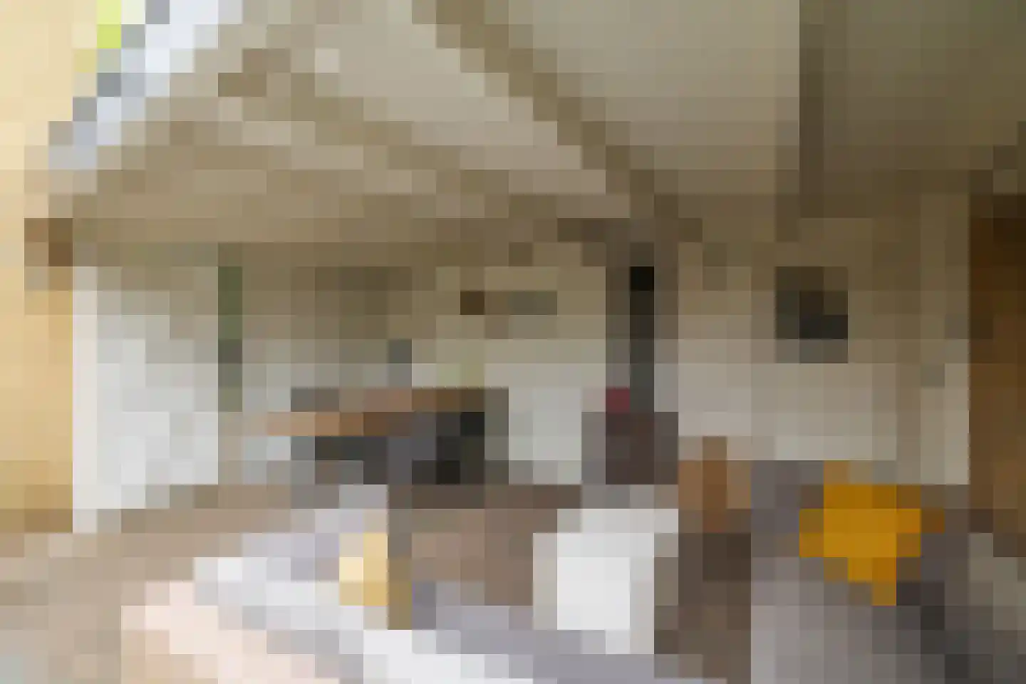 Hoge Hagt 55 Epe thumbnail 22