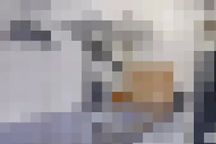 Hoge Ham 46 D Dongen thumbnail 16