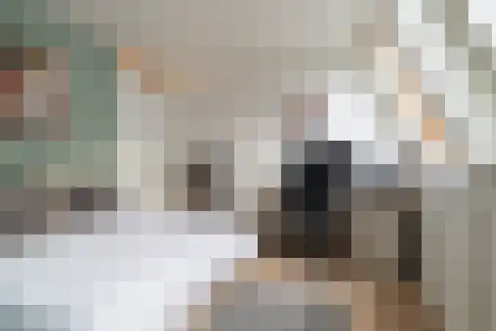 Hoge Ham 46 N Dongen thumbnail 15