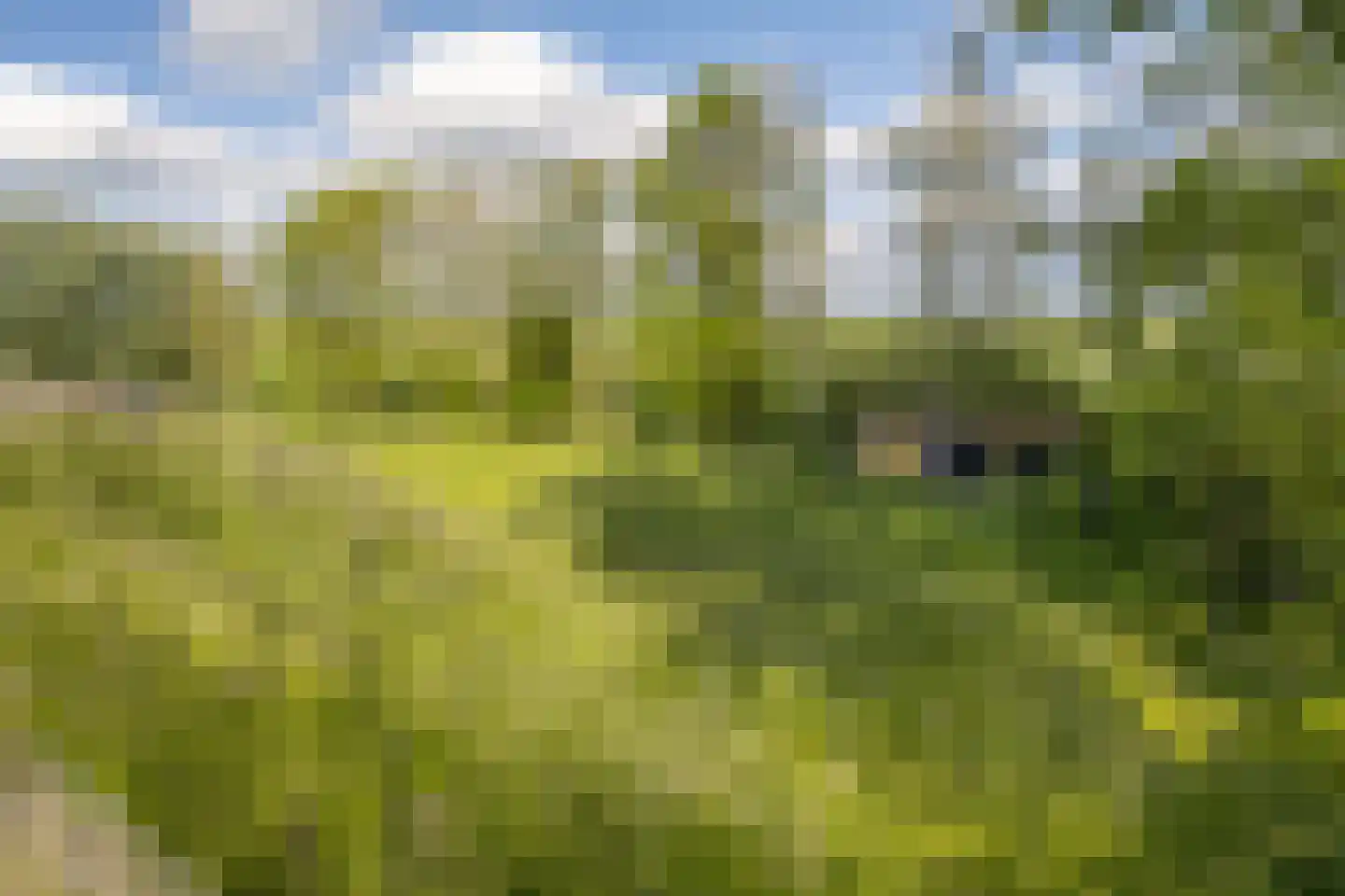 Hoge Maasdijk 13 Hedikhuizen thumbnail 41
