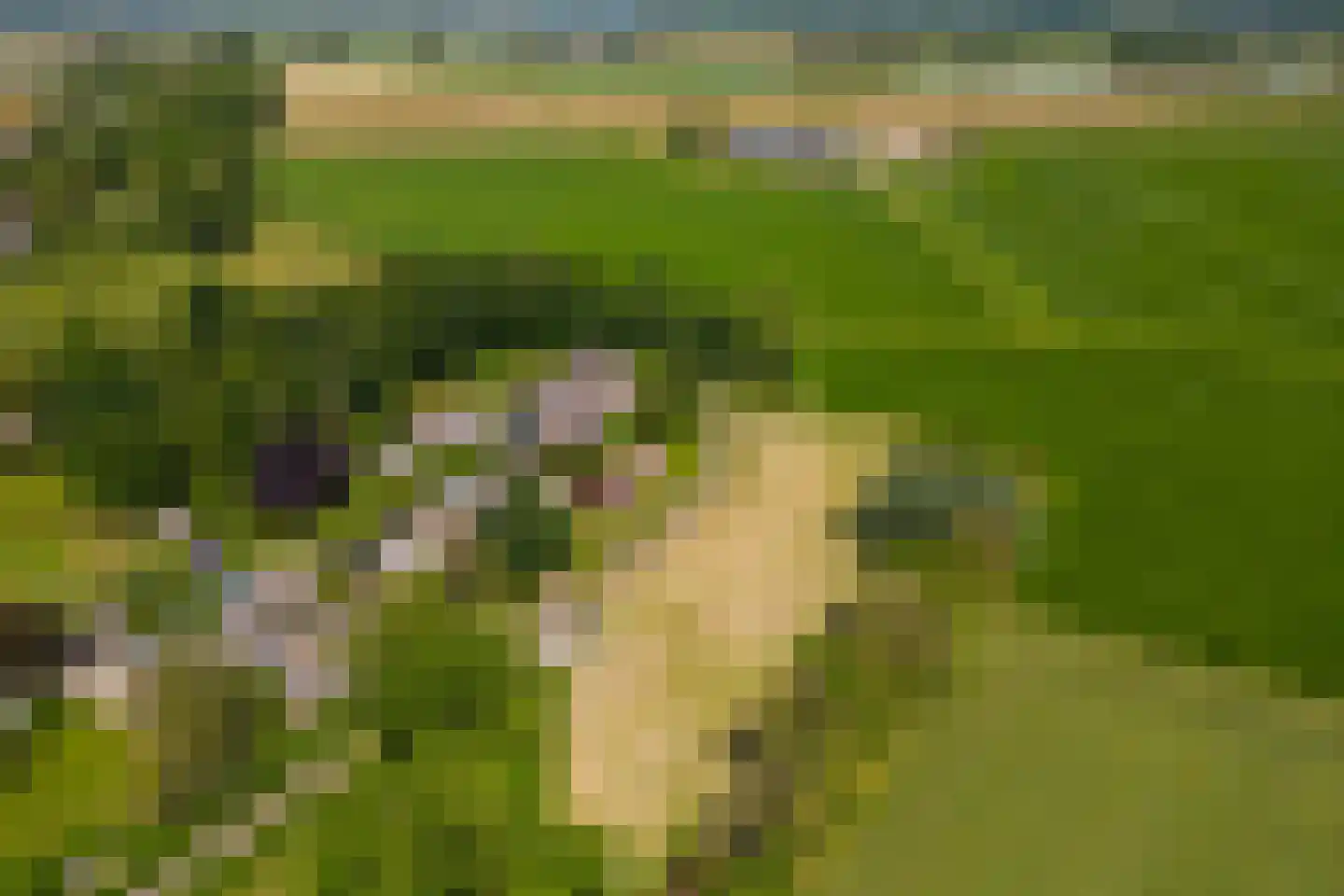 Hoge Maasdijk 13 Hedikhuizen thumbnail 45