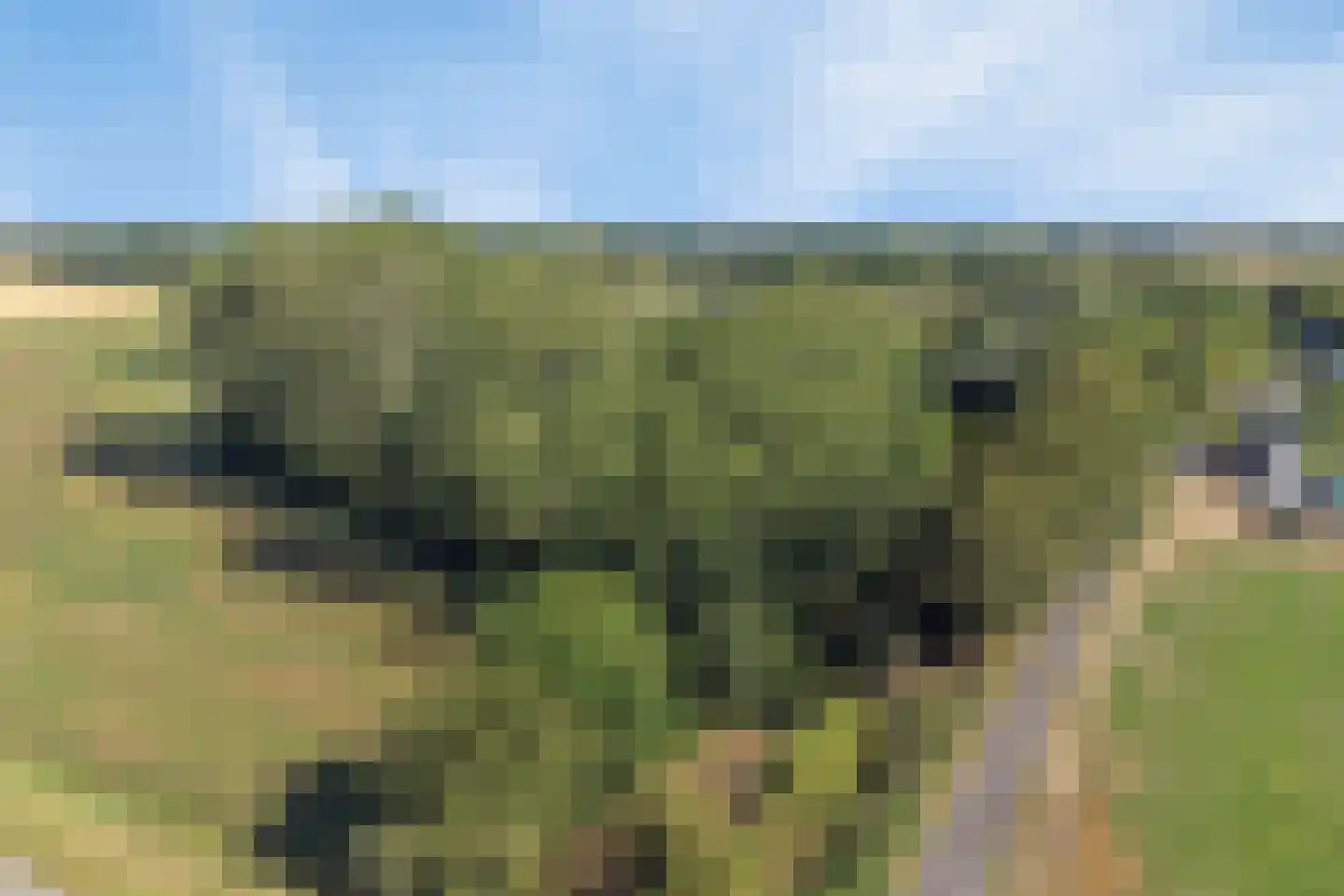 Hoge Maasdijk 3 Hedikhuizen thumbnail 86