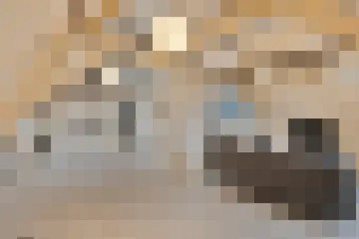 Hoge Morsweg 138 W Leiden thumbnail 15