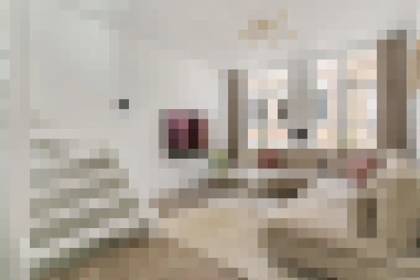 Hoge Nieuwstraat 32 Dordrecht thumbnail 20