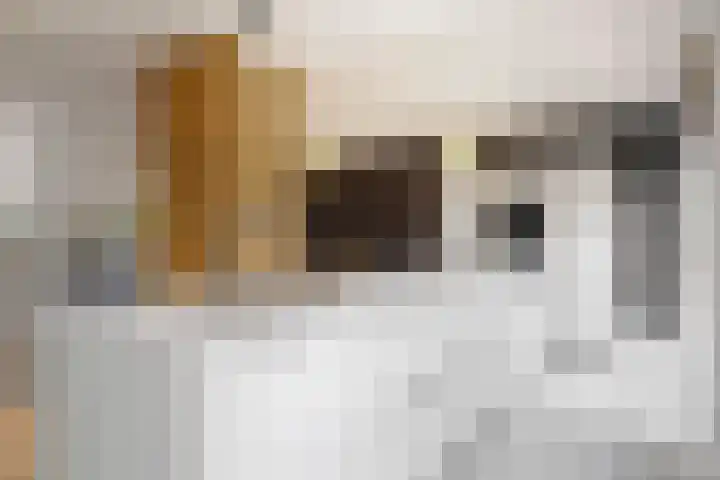 Hoge Rijndijk 20 A Zoeterwoude thumbnail 19