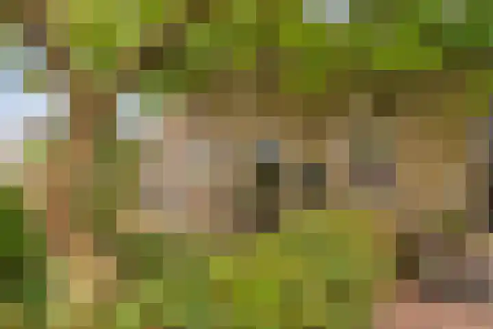 Hoge Rijndijk 21 Zoeterwoude thumbnail 32
