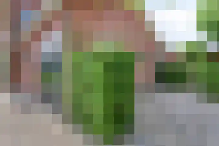 Hoge Rijndijk 28 Zoeterwoude thumbnail 54