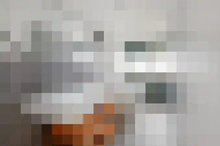 Hoge Rijndijk 34 Zoeterwoude thumbnail 24