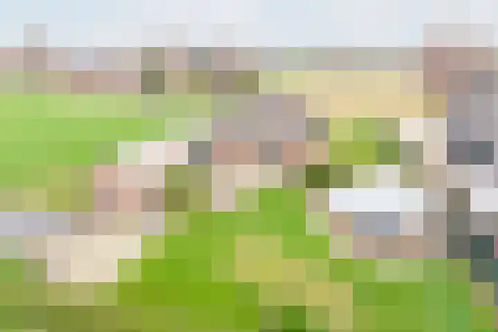 Hoge Rokken 4 Gendringen foto 2