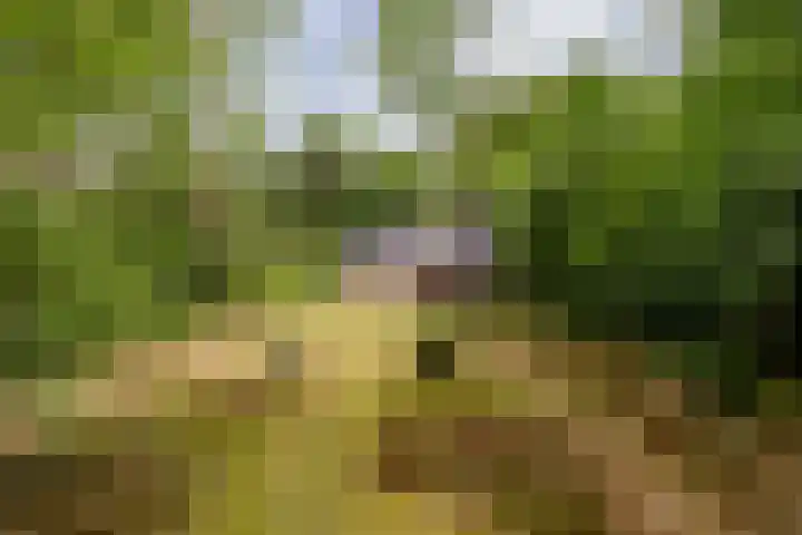 Hoge Schijf 15 Drunen thumbnail 4