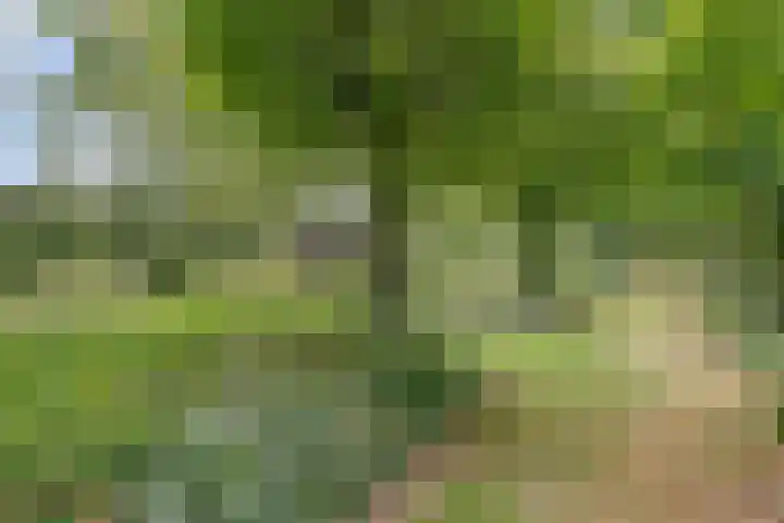 Hoge Startwijk 1 Beugen thumbnail 65