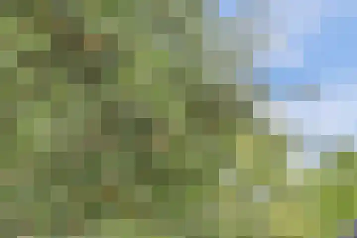 Hoge Startwijk 1 Beugen thumbnail 70