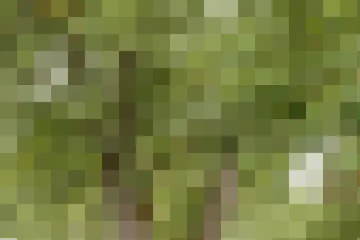 Hoge Startwijk 1 Beugen thumbnail 73