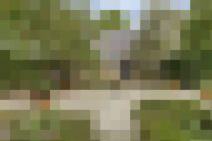 Hoge Startwijk 1 Beugen thumbnail 77