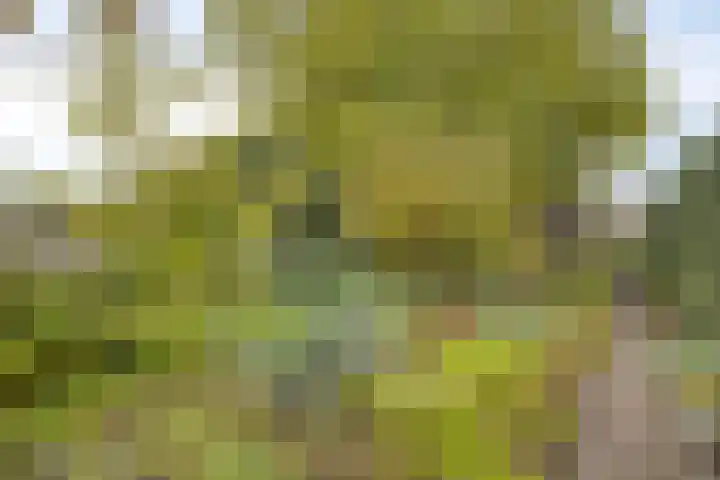 Hoge Steenweg 50 Loon op Zand thumbnail 29