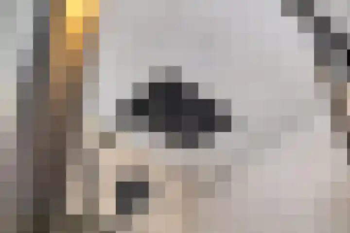 Hoge Stelle 22 Nieuw- en Sint Joosland thumbnail 34
