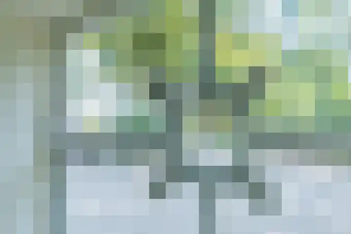 Hoge Vaartkant 141 Etten-Leur thumbnail 13