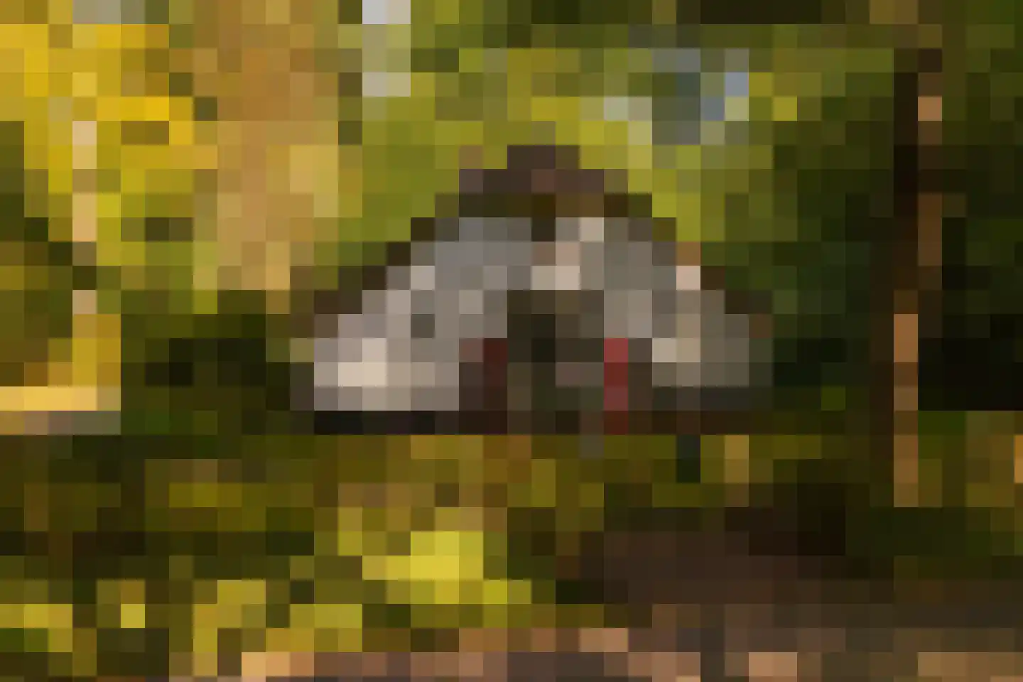 Hoge Vuurseweg 5 Lage Vuursche thumbnail 6